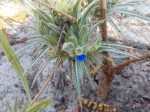 Blepharis bainesii