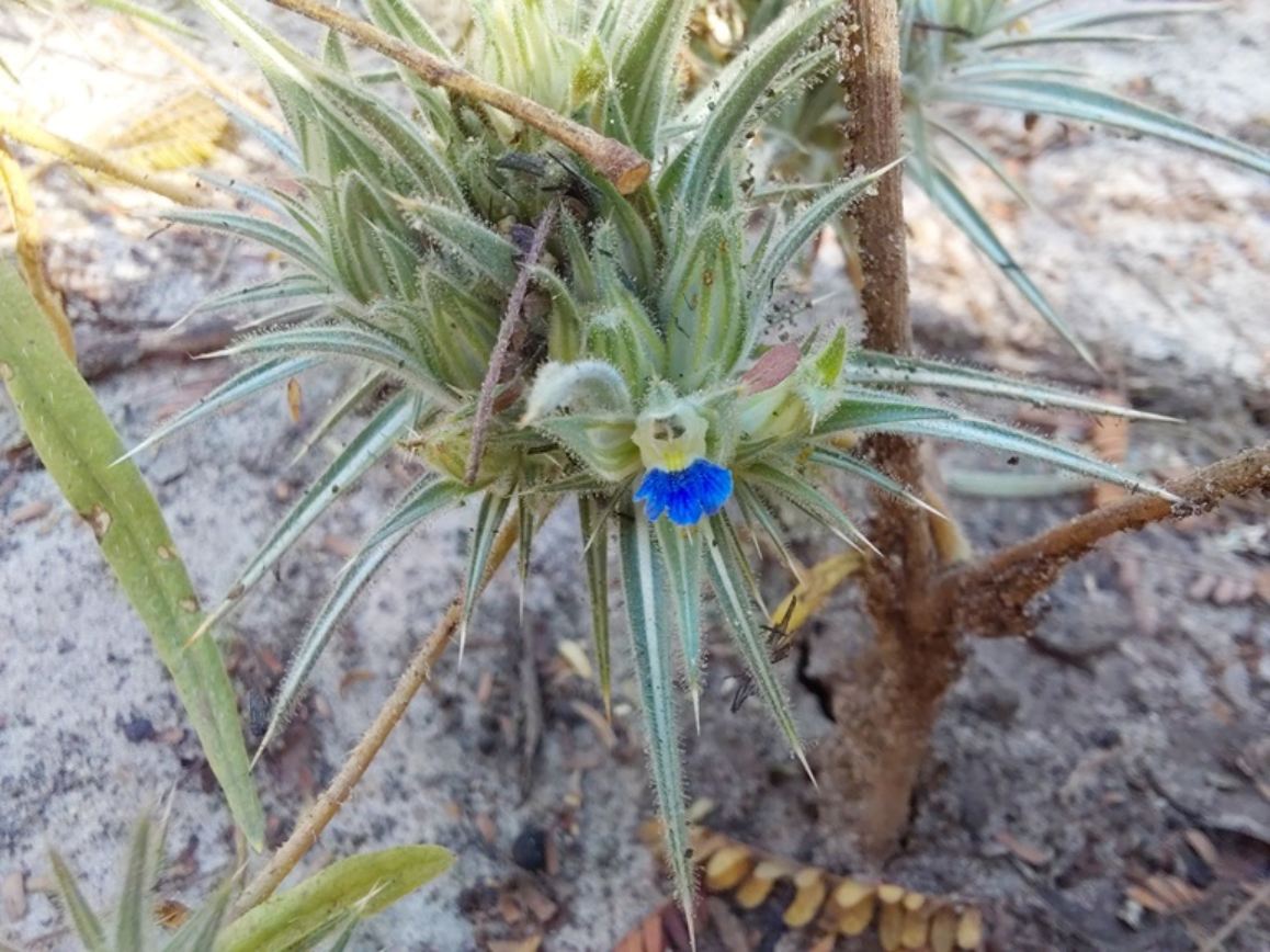 Blepharis bainesii Blepharis bainesii