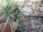 Blepharis bainesii