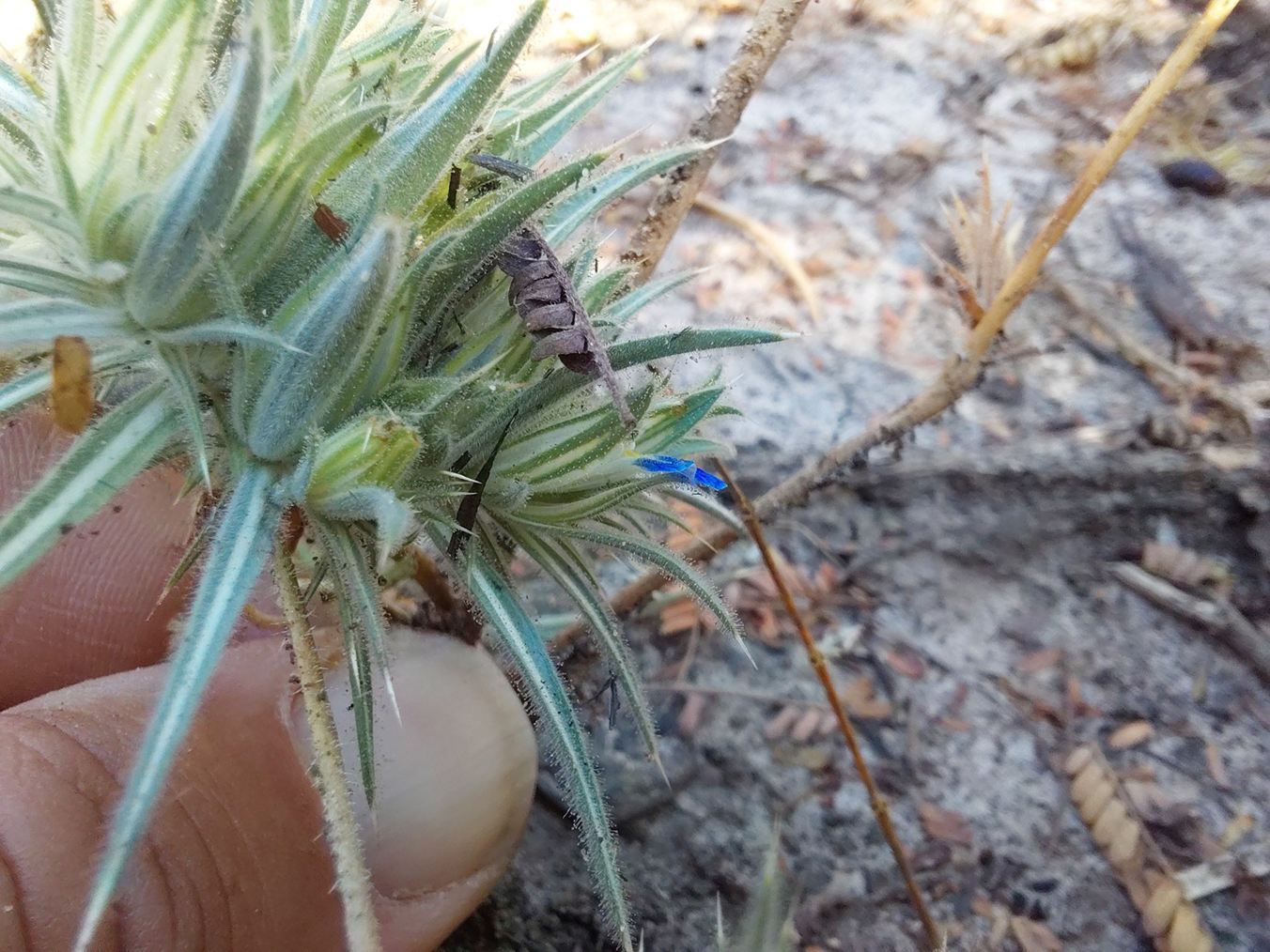 Blepharis bainesii Blepharis bainesii
