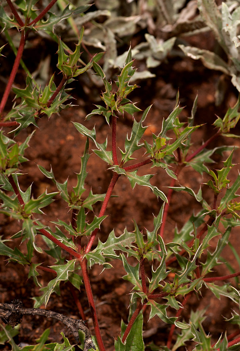 Blepharis subvolubilis