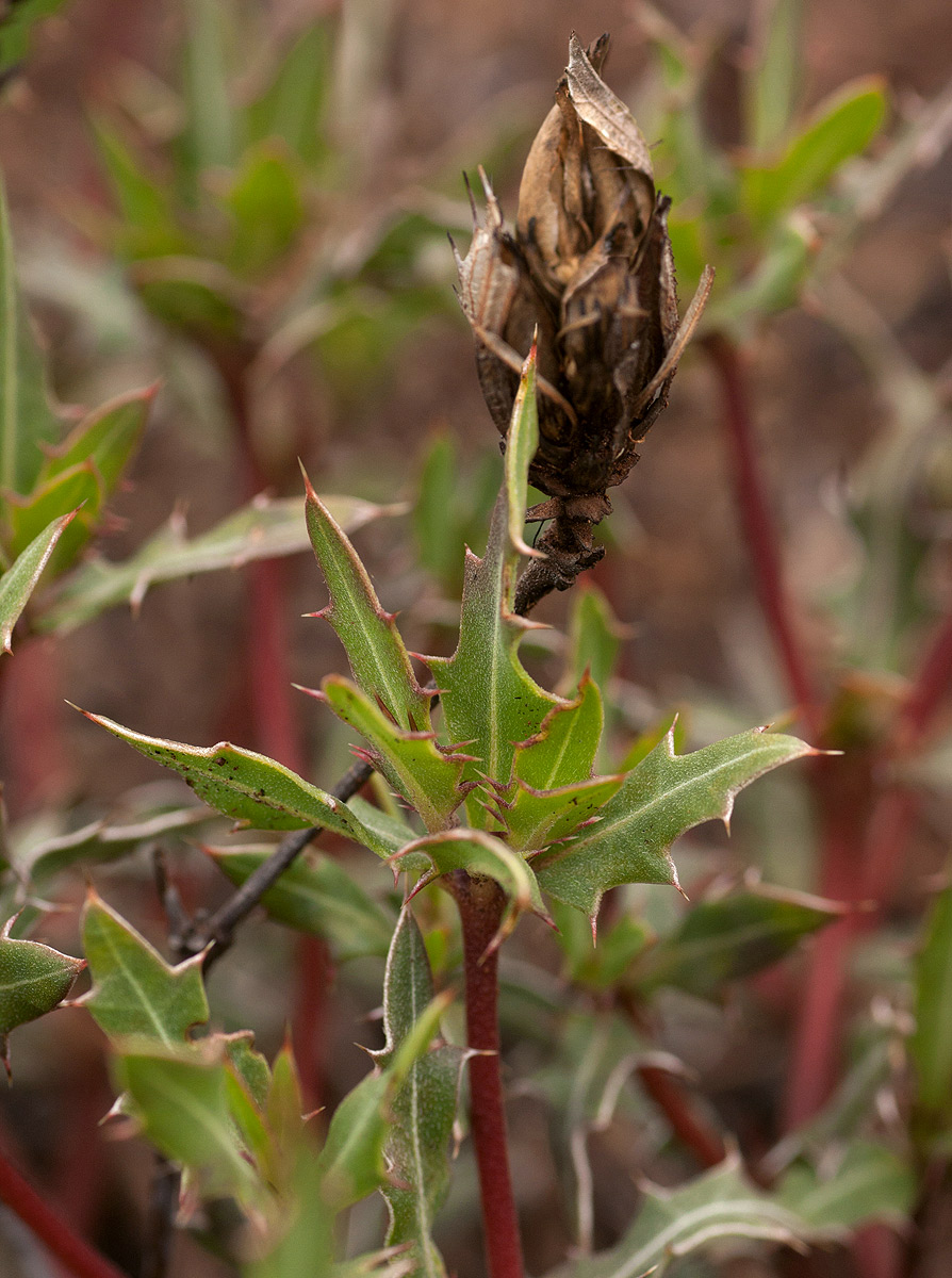 Blepharis subvolubilis