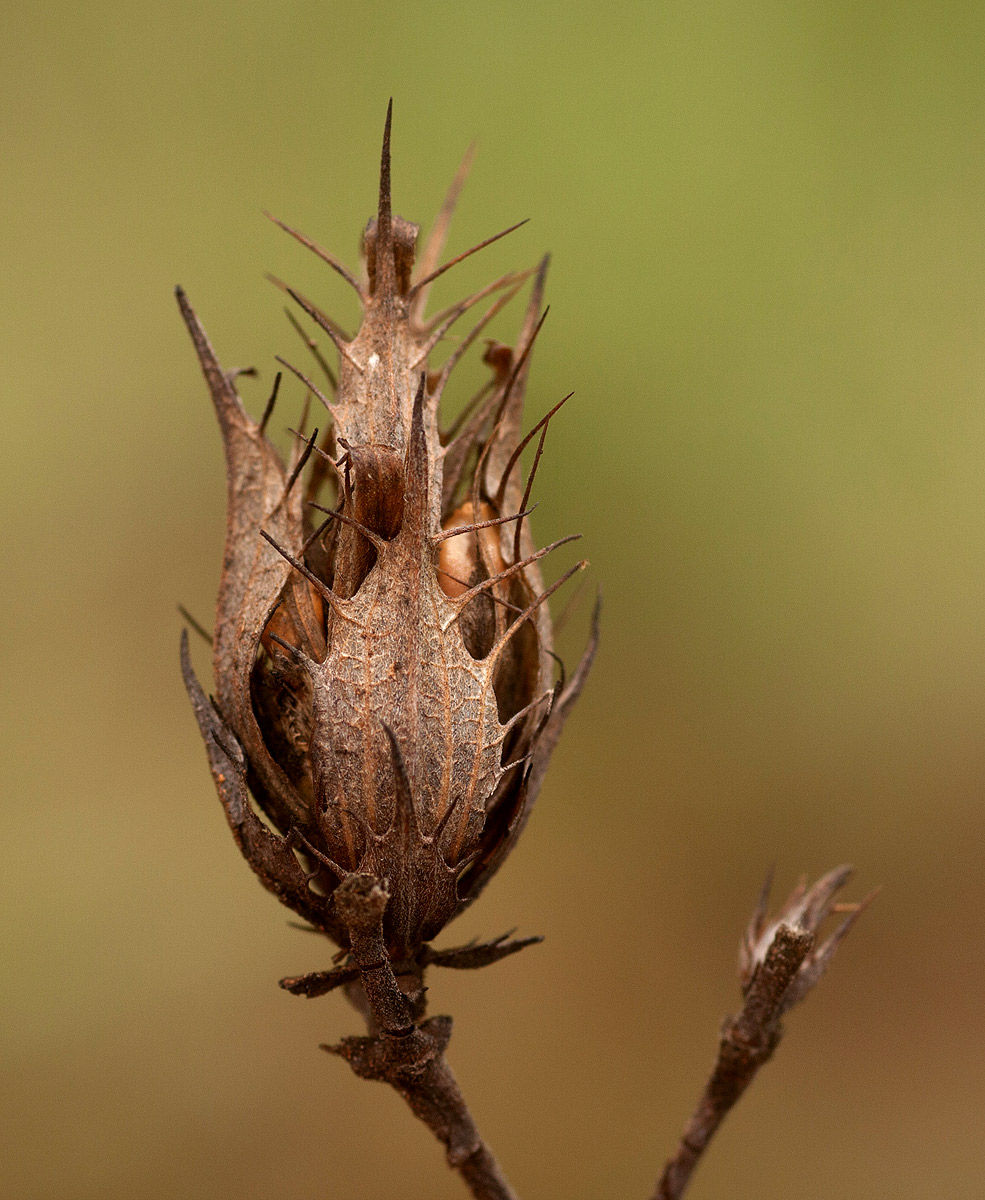 Blepharis subvolubilis