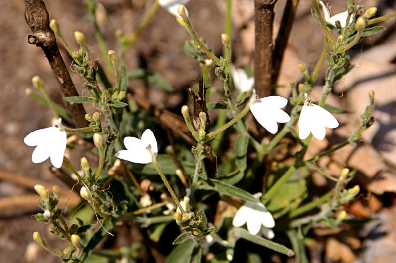 Rhinacanthus zambesiacus