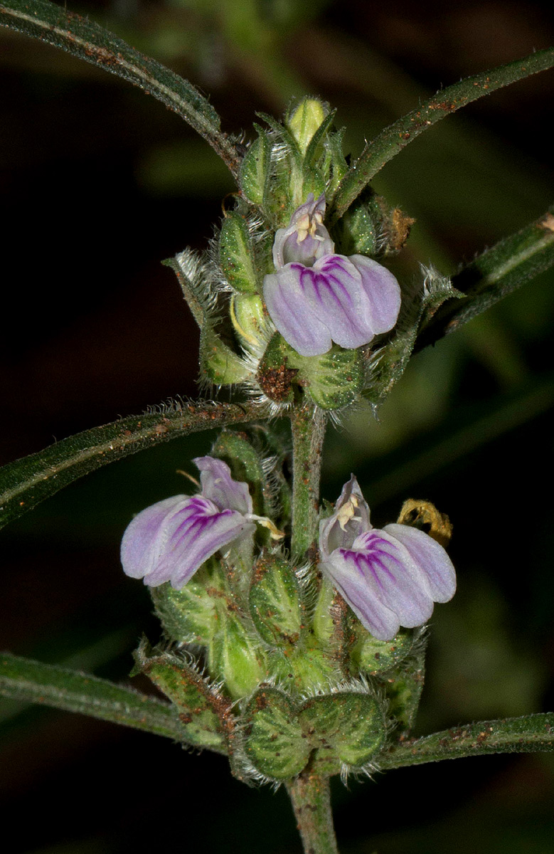 Meiosperma bracteatum