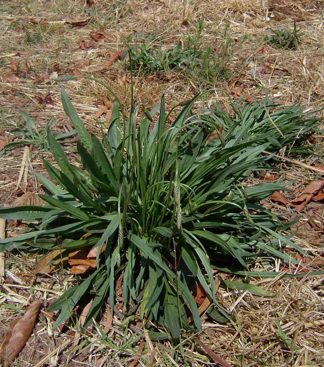 Plantago lanceolata