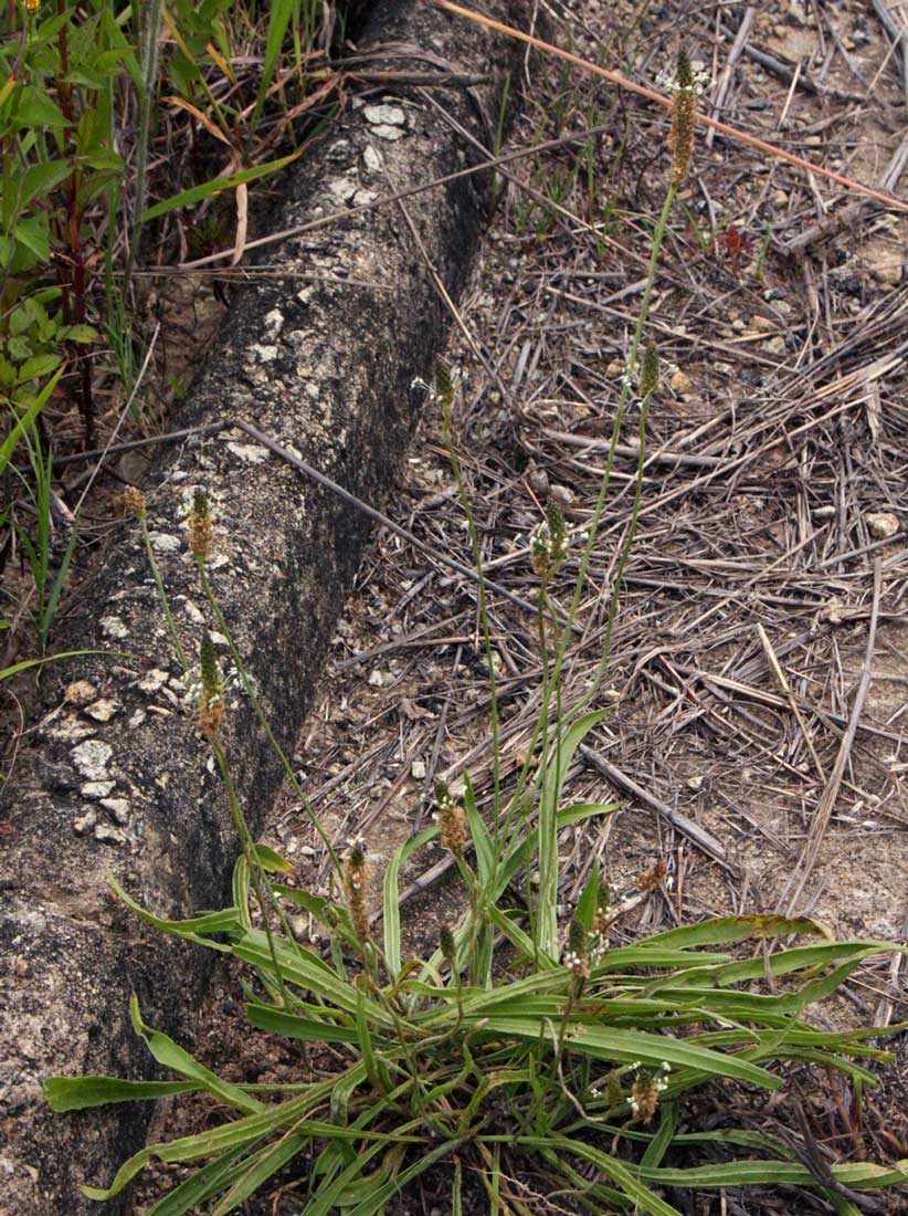 Plantago lanceolata