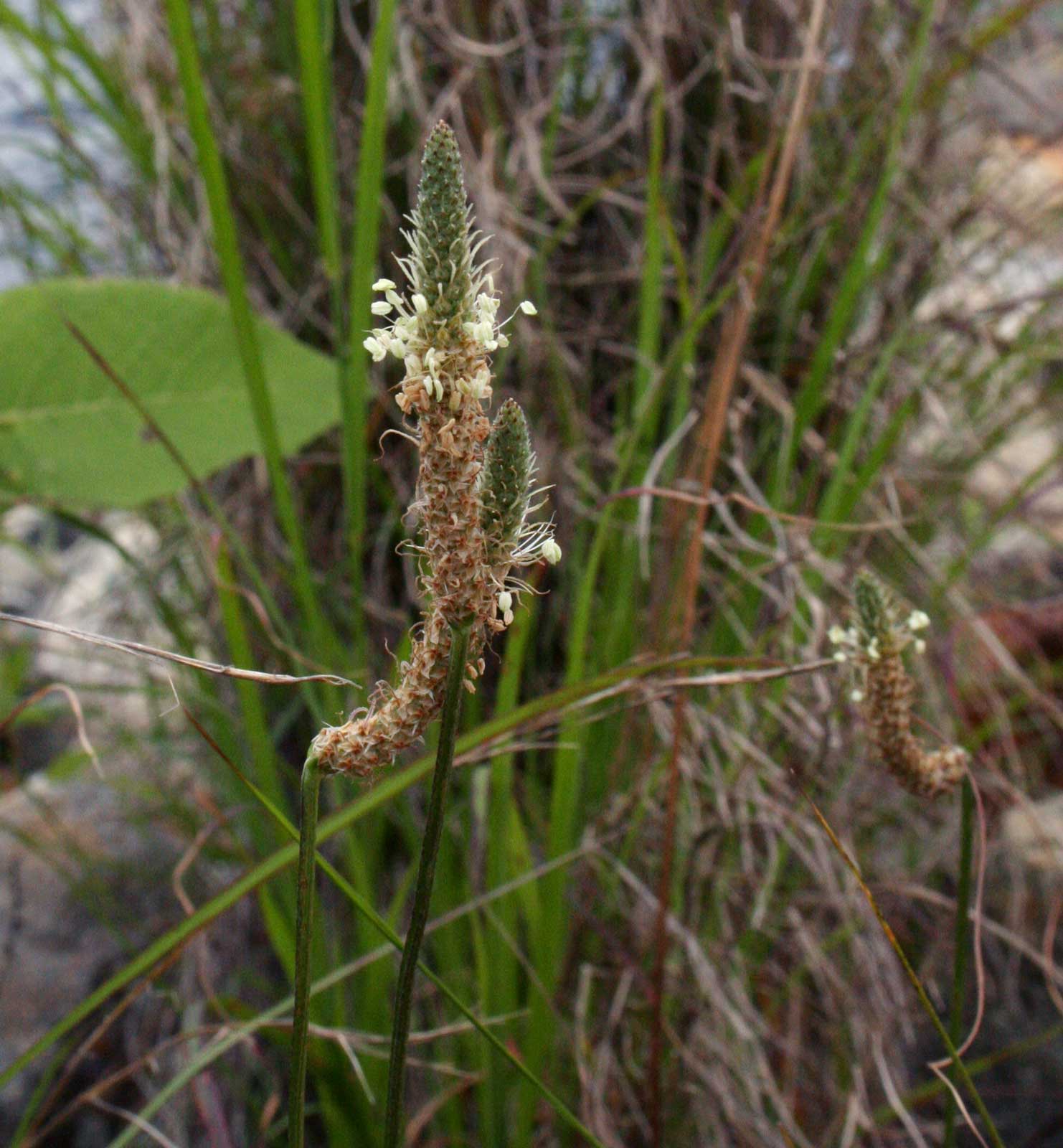 Plantago lanceolata