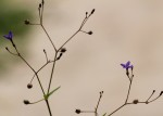 Oldenlandia affinis var. fugax