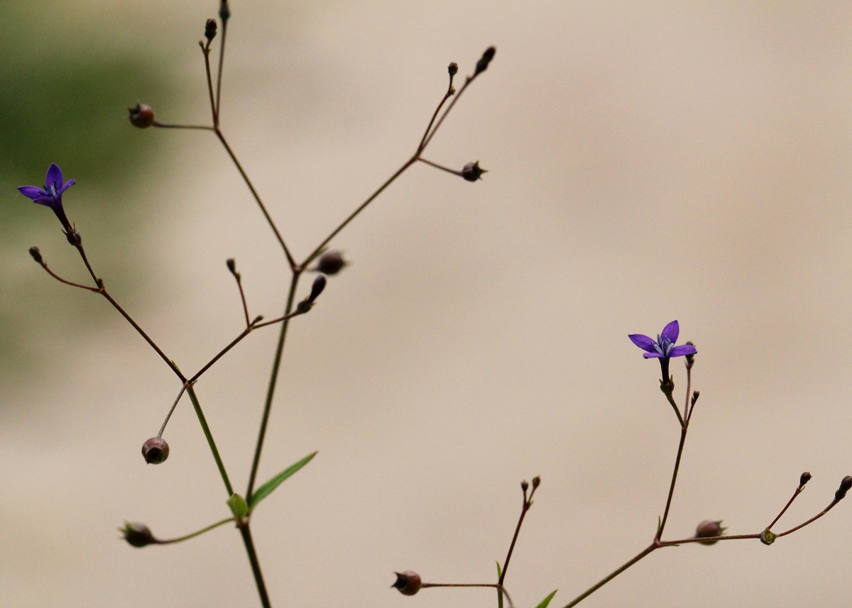 Oldenlandia affinis var. fugax