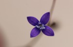 Oldenlandia affinis var. fugax
