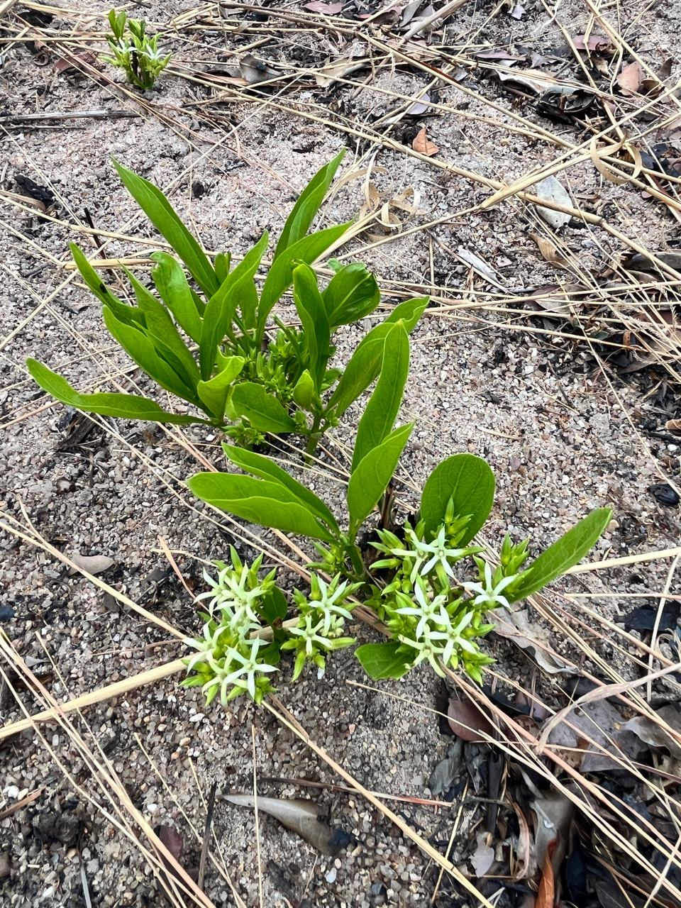 Pygmaeothamnus zeyheri var. zeyheri