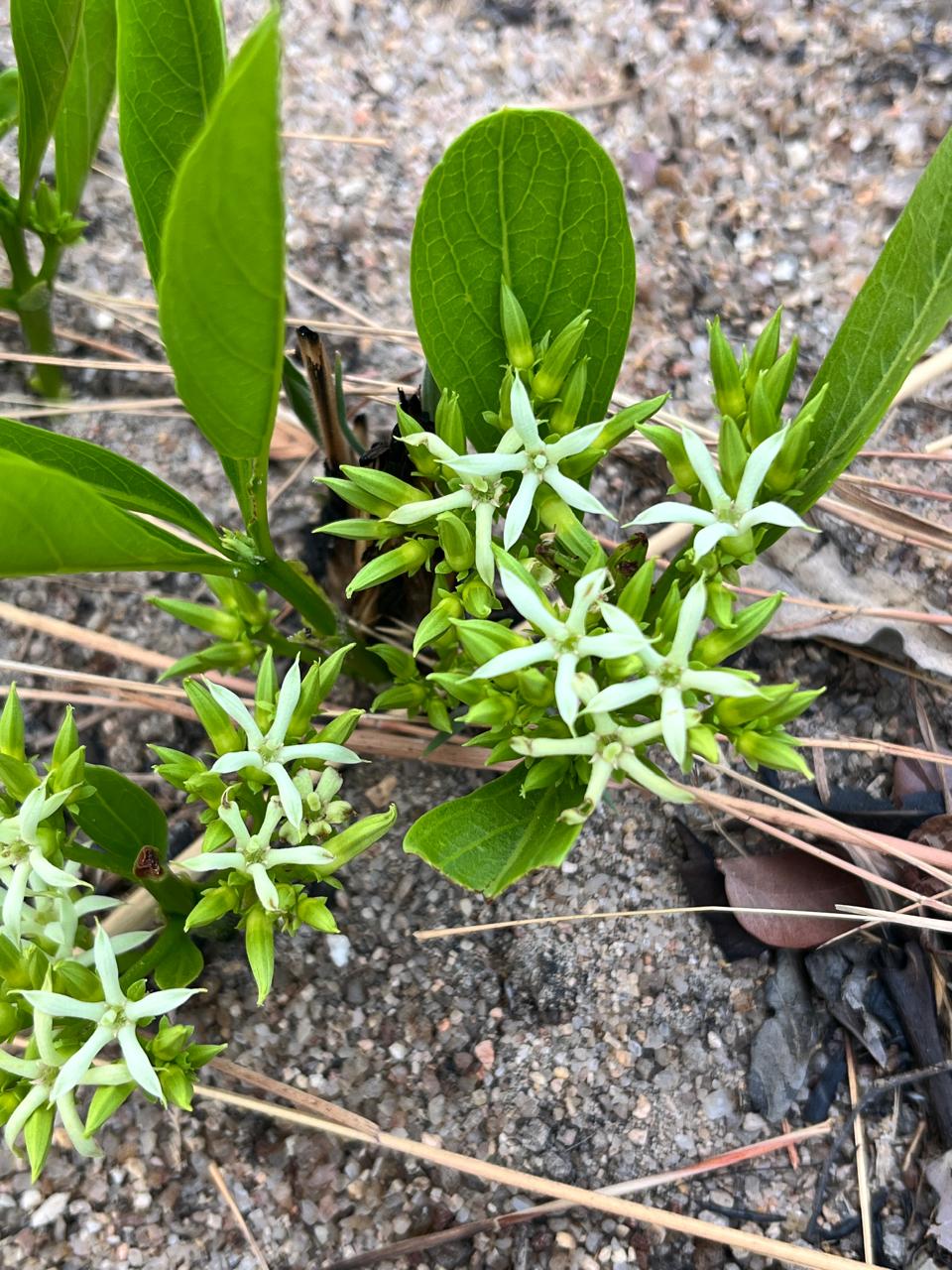 Pygmaeothamnus zeyheri var. zeyheri