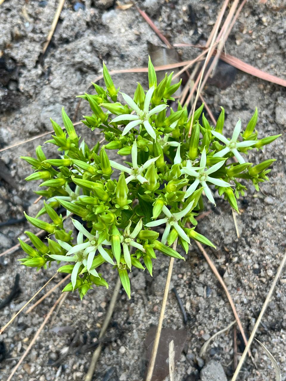 Pygmaeothamnus zeyheri var. zeyheri