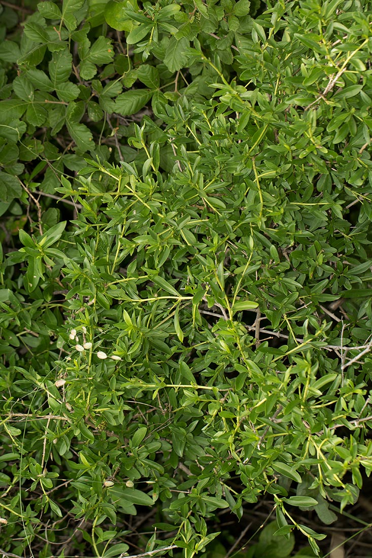 Pavetta lasiopeplus