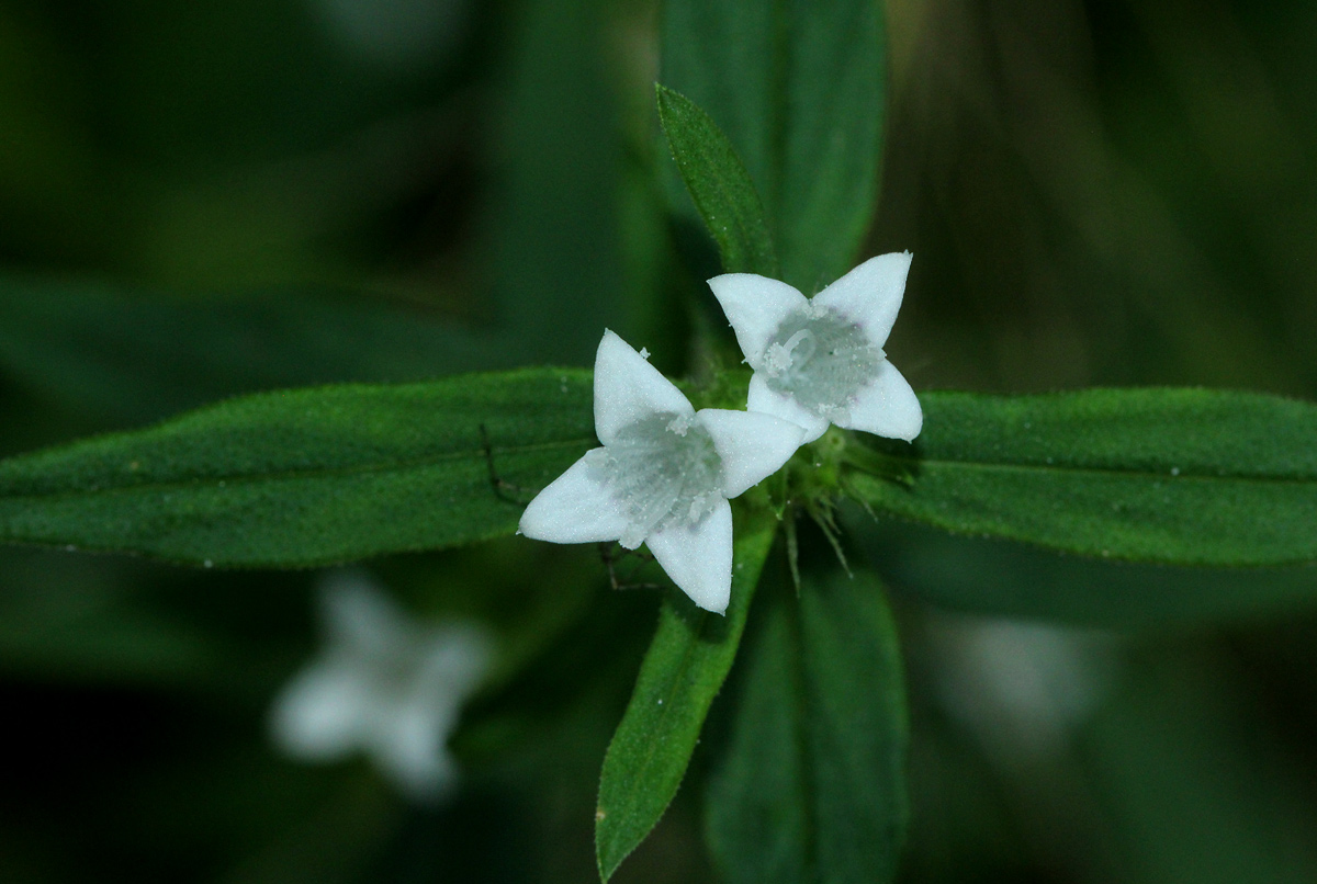 Spermacoce senensis