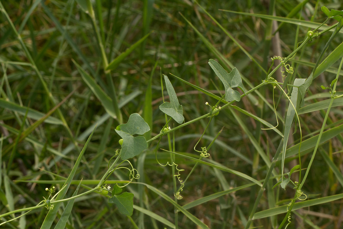 Zehneria marlothii