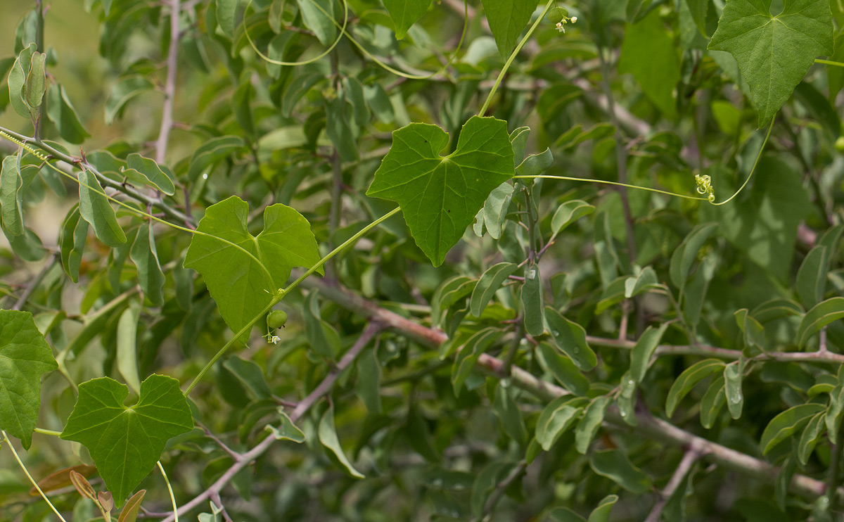 Zehneria marlothii
