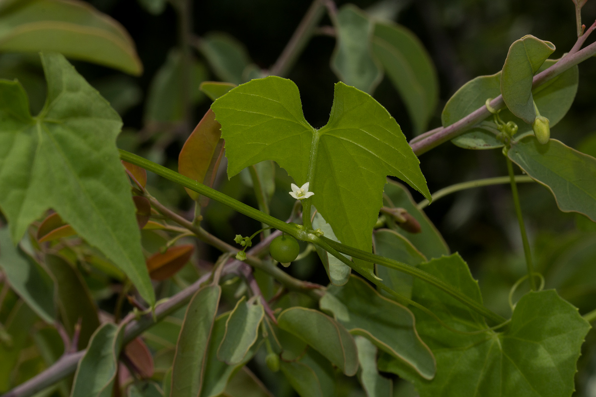 Zehneria marlothii