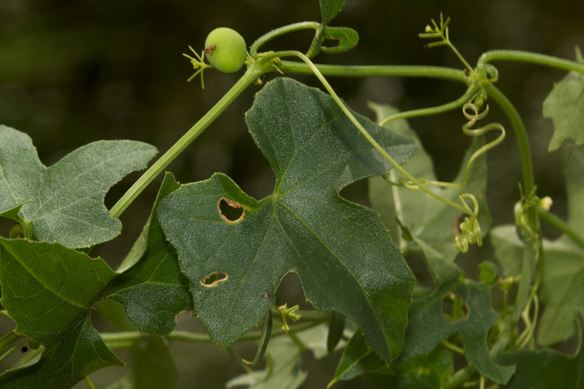 Zehneria marlothii