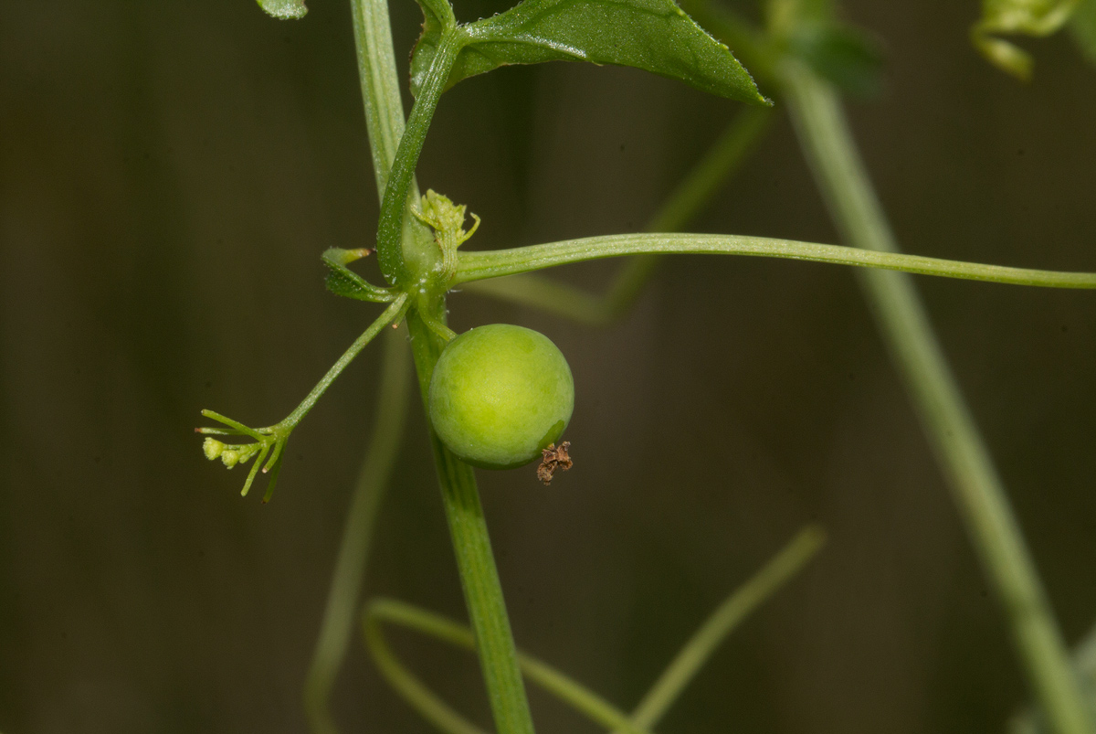 Zehneria marlothii