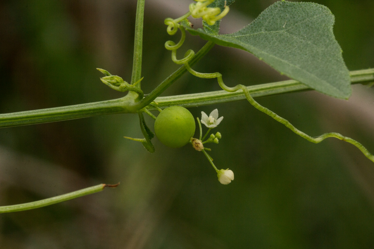 Zehneria marlothii