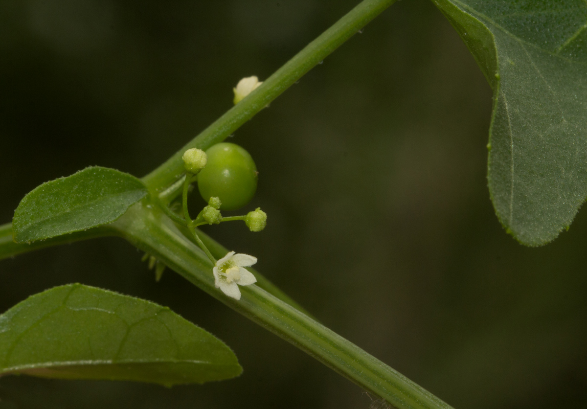Zehneria marlothii