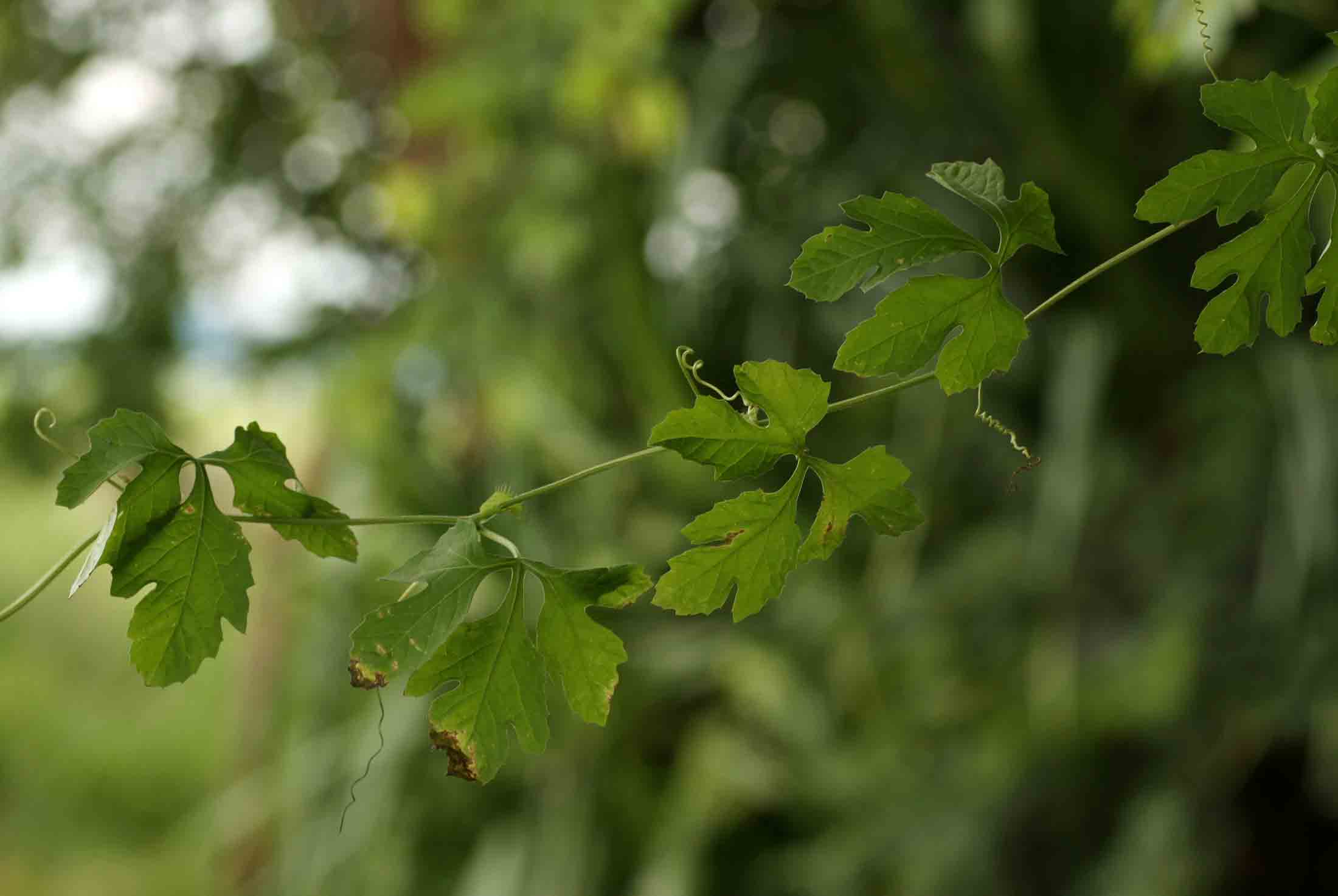 Ctenolepis cerasiformis