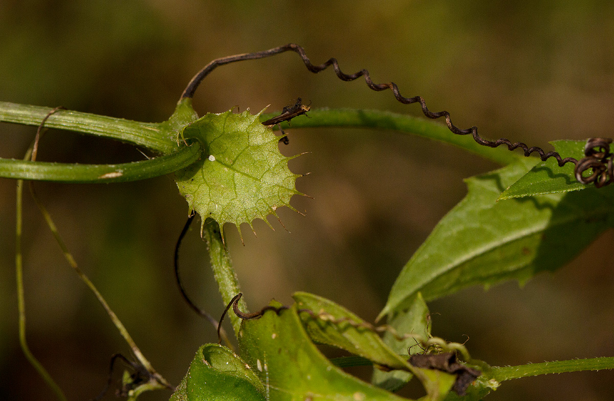 Ctenolepis cerasiformis
