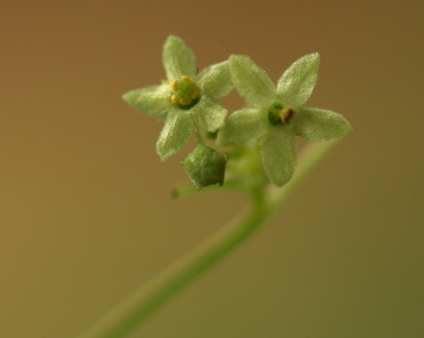 Ctenolepis cerasiformis