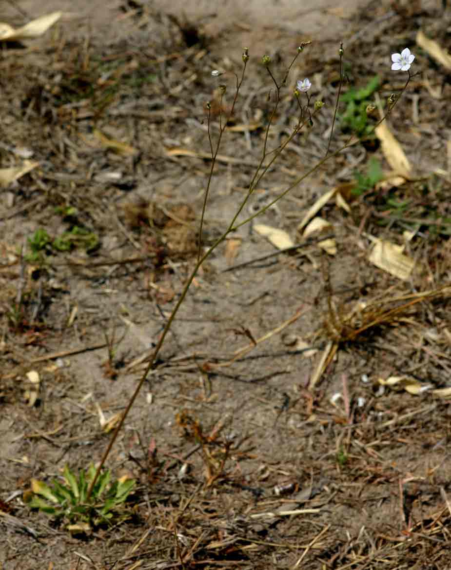 Wahlenbergia androsacea