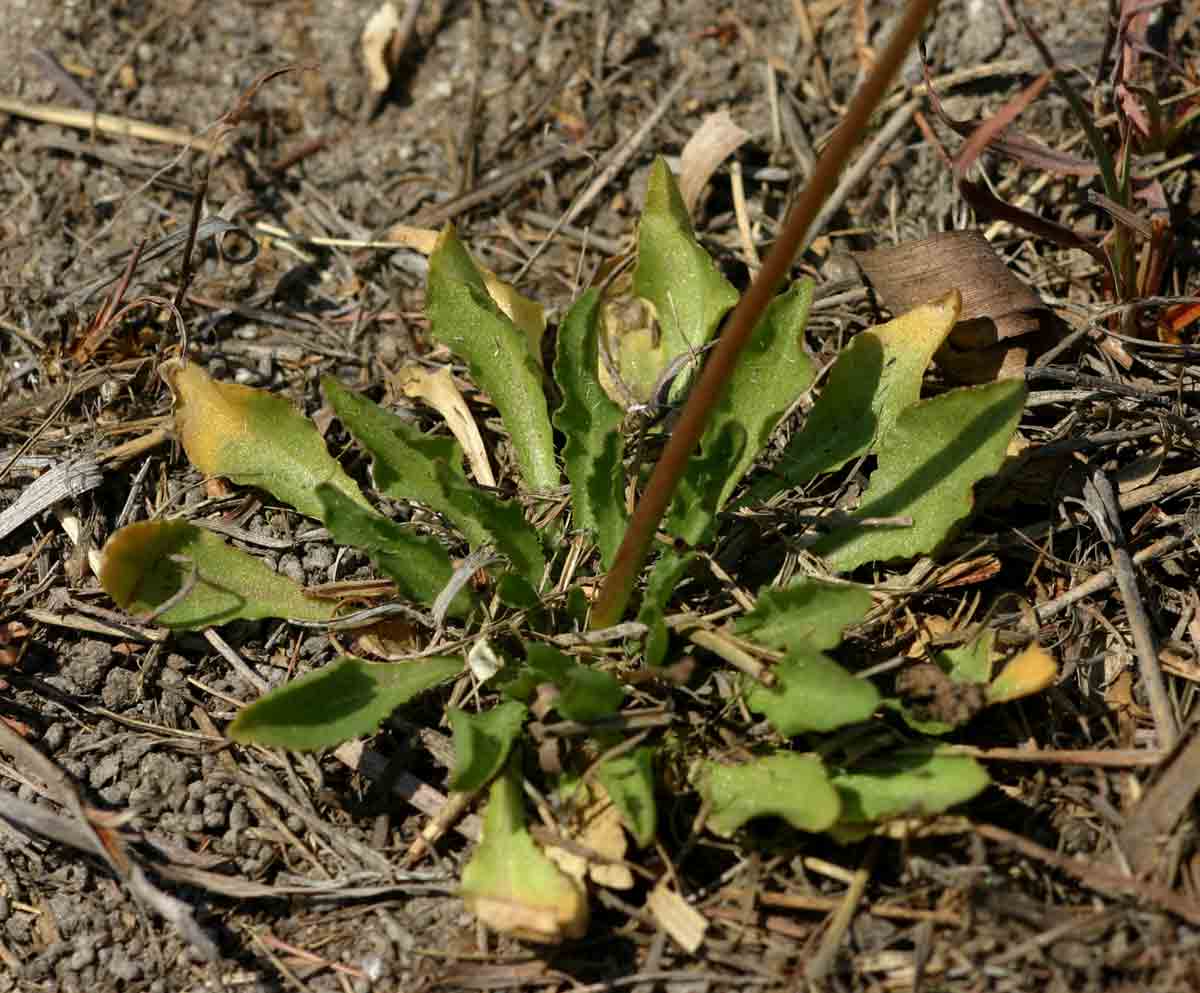Wahlenbergia androsacea