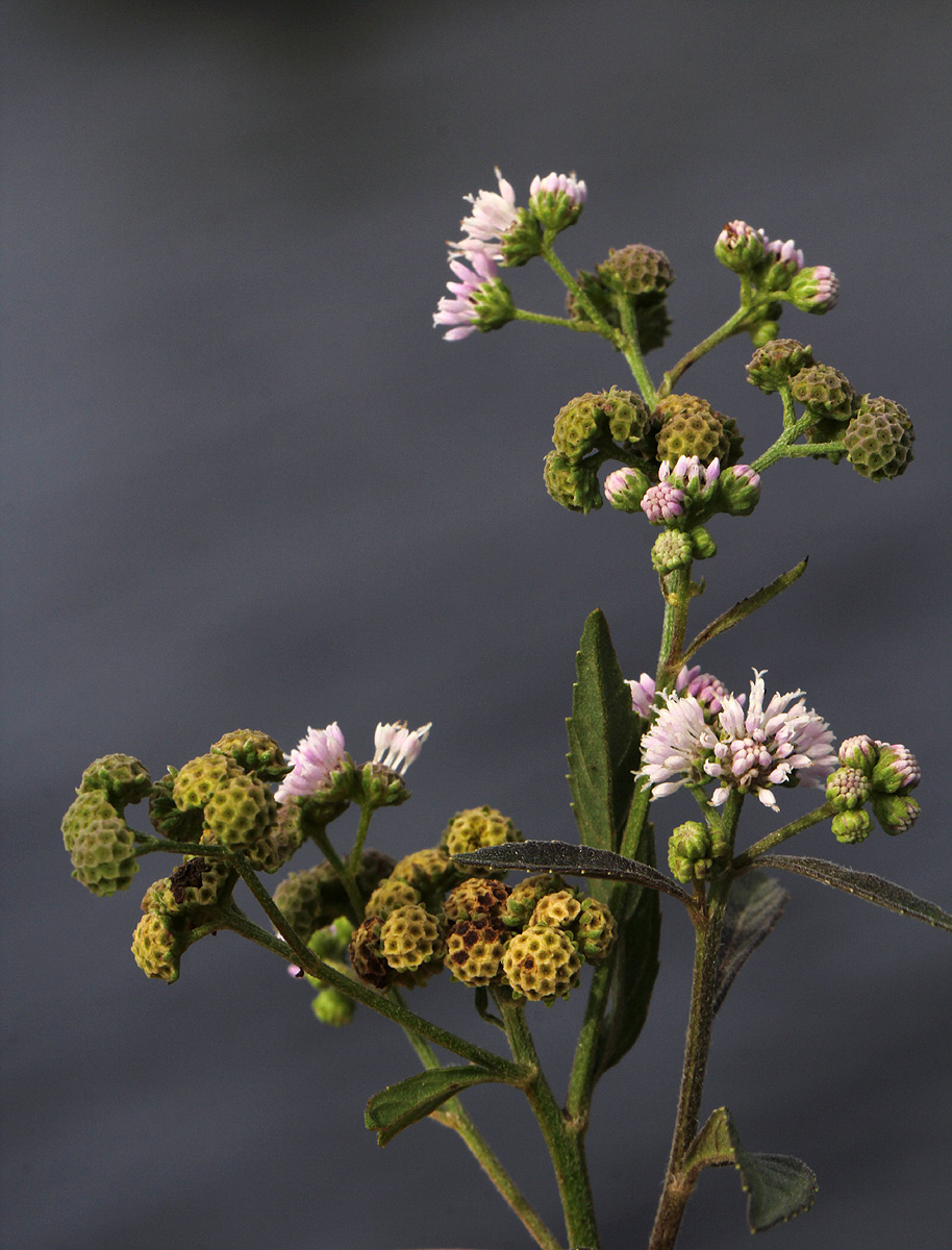 Ethulia conyzoides subsp. conyzoides