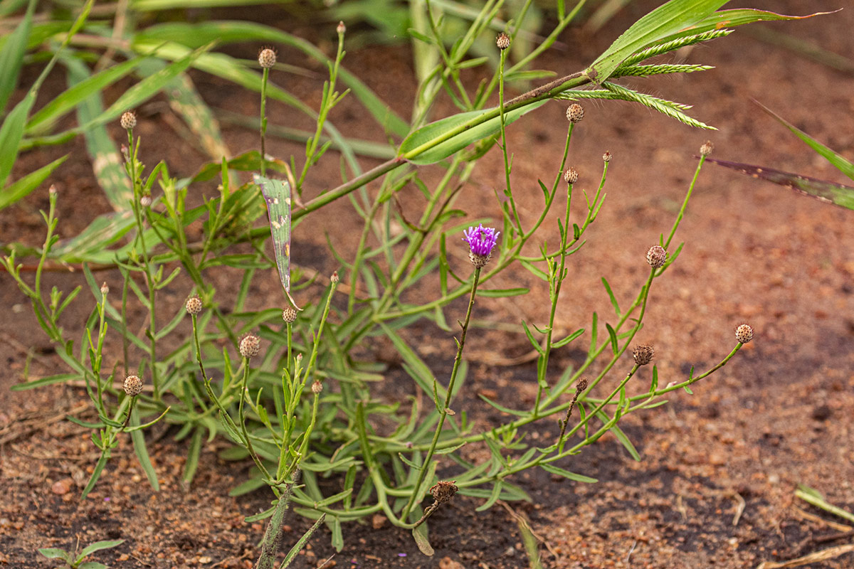 Parapolydora fastigiata