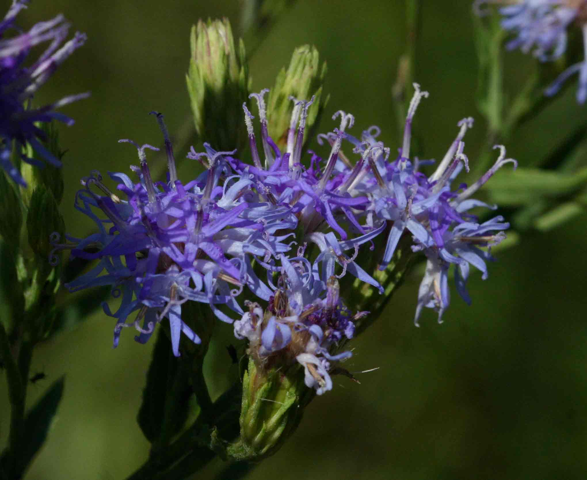Vernonia glabra var. glabra