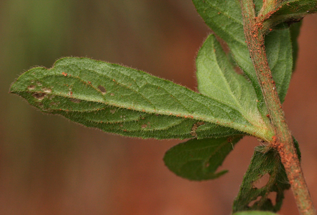 Vernonia petersii