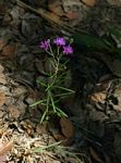 Vernonia poskeana