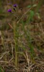 Vernonia poskeana