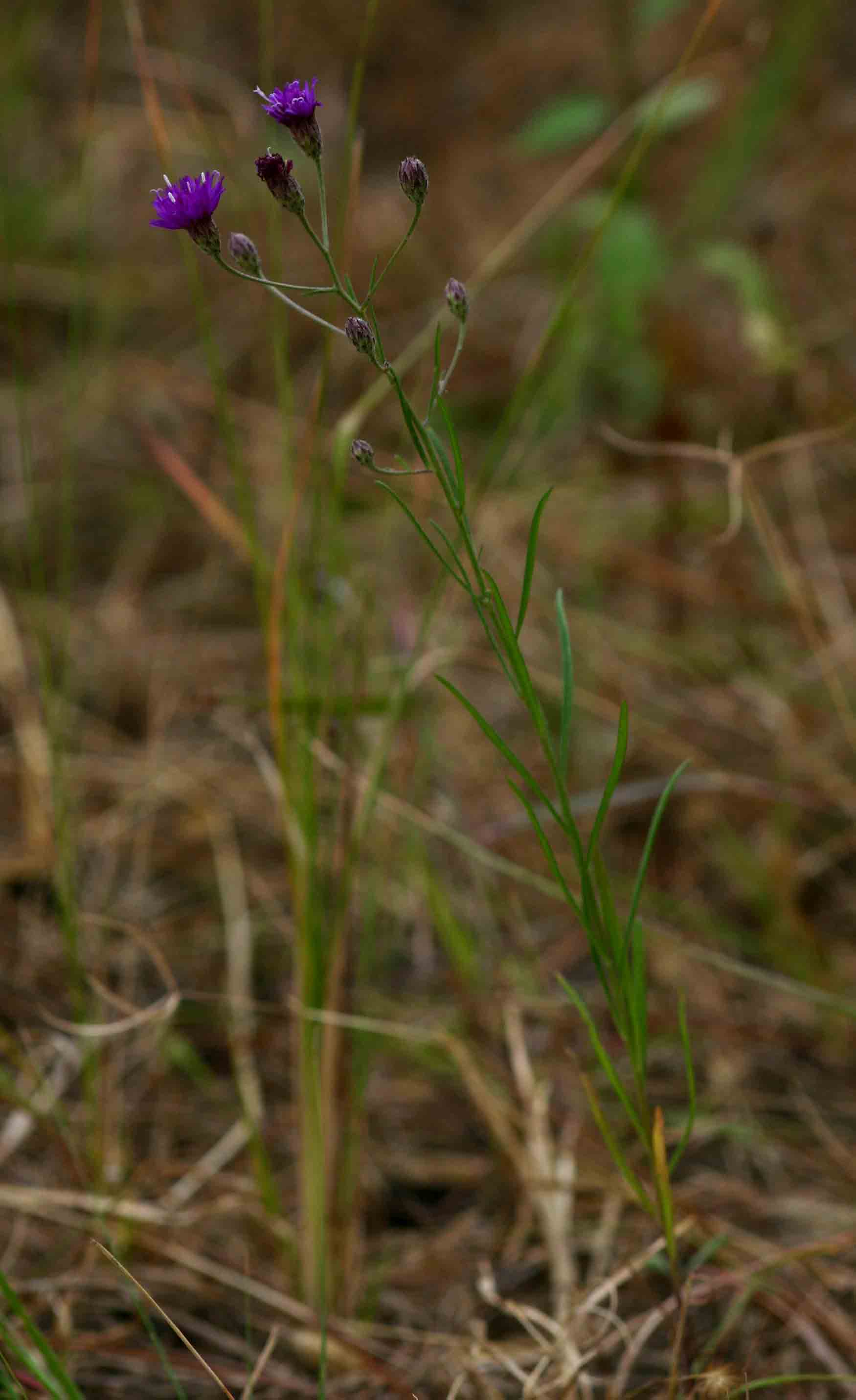 Vernonia poskeana Vernonia poskeana