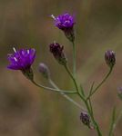 Vernonia poskeana