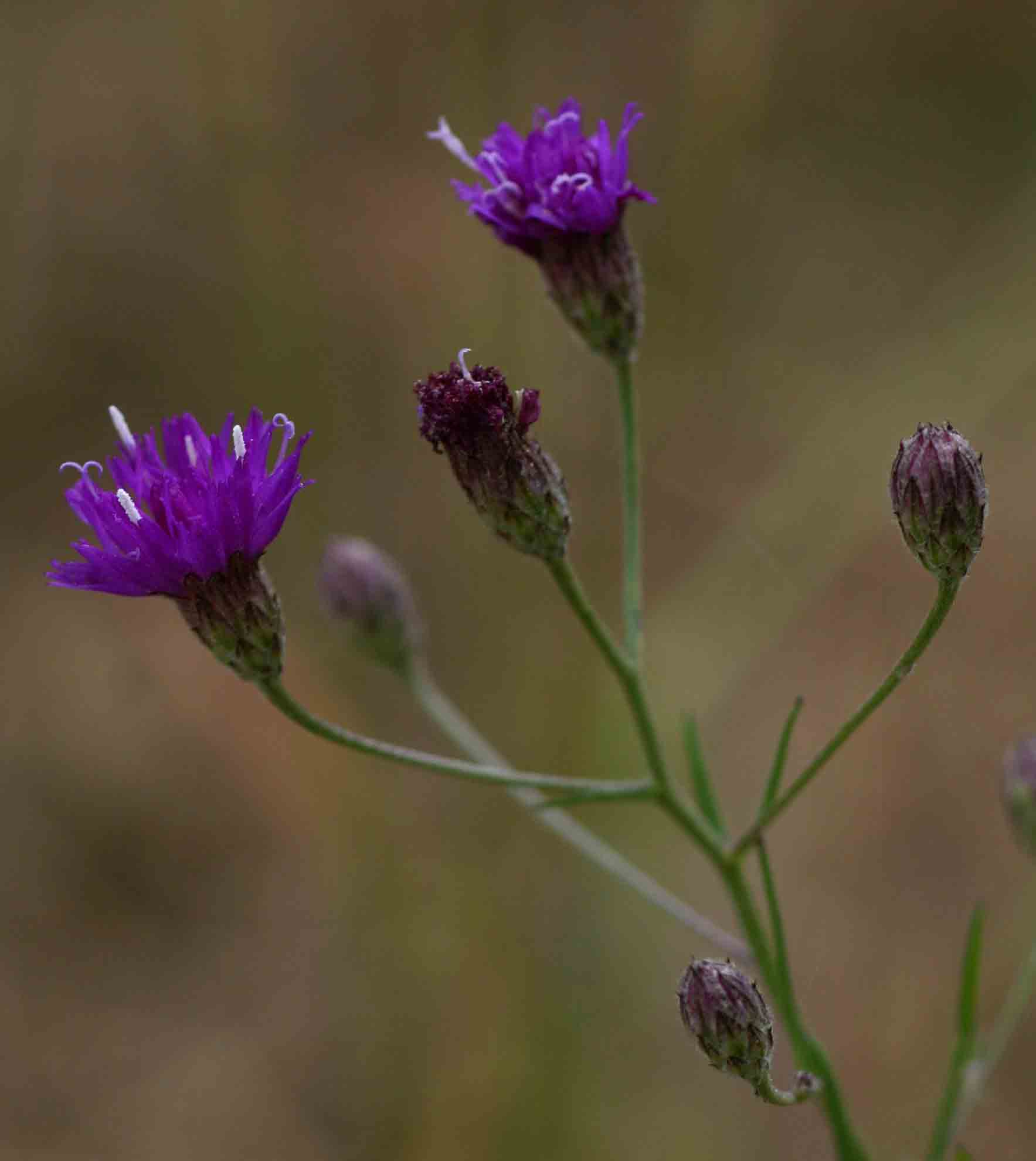 Vernonia poskeana Vernonia poskeana