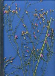 Vernonia poskeana