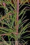 Vernonia poskeana