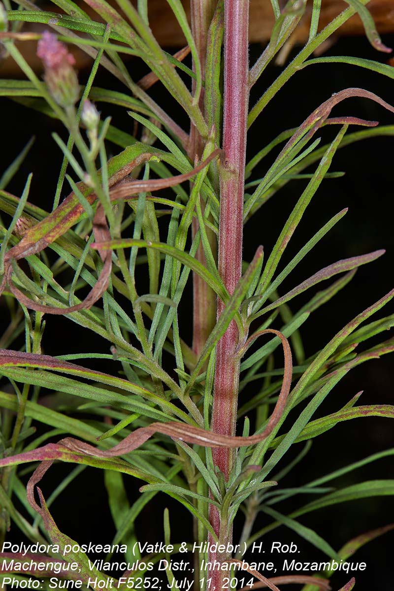 Vernonia poskeana Vernonia poskeana