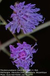 Vernonia poskeana