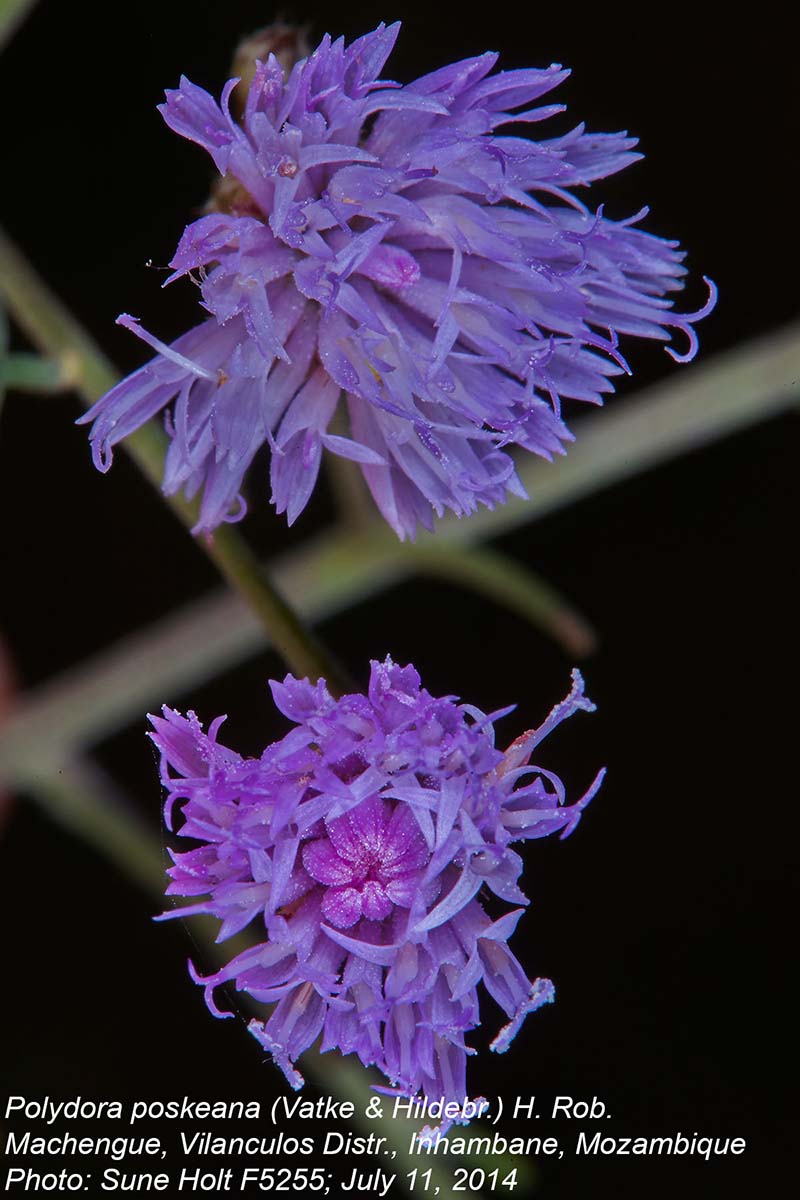 Vernonia poskeana Vernonia poskeana