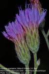 Vernonia poskeana