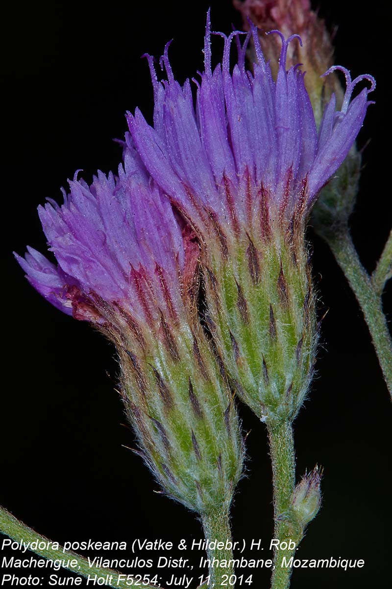 Vernonia poskeana Vernonia poskeana