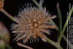 Vernonia poskeana