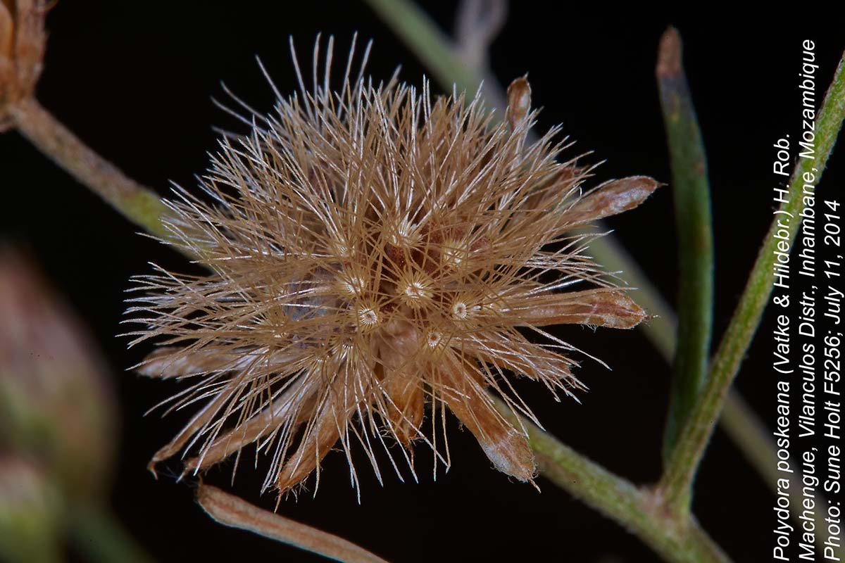 Vernonia poskeana Vernonia poskeana